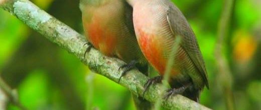 Chants d'oiseaux