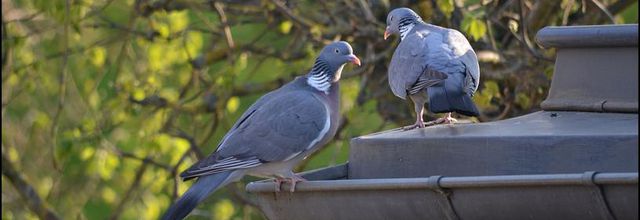 Rambouillet : Pigeon ramier ou palombe
