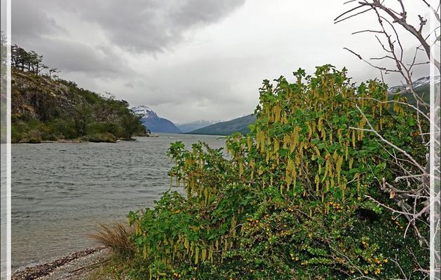 Groseillier de Magellan ou cassis du Chili (Ribes magellanicum) - Lac Acigami - Lapataia - Terre de Feu - Argentine