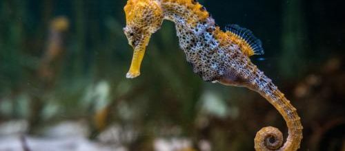 Ce     sont     des   poissons