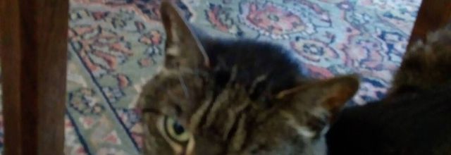 Sauvée par son chat