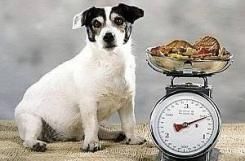 Le surpoids chez le chien
