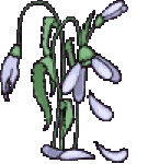 Elle a refleuri...l'orchidée !