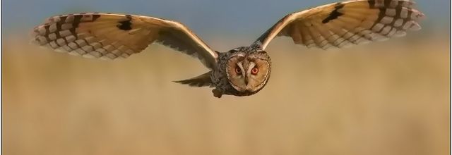 Hibou Moyen-Duc