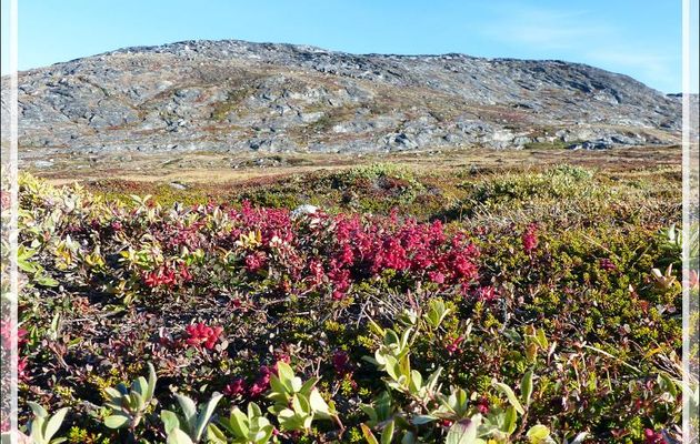 Myrtilliers avec leurs couleurs d'automne et Camarine noire,  Crowberry, Paurngaqutik (Empretum nigrum) - Ilulissat - Groenland