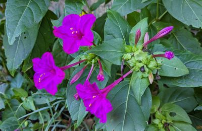 photos plaisir dans le jardin