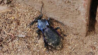 Insecta - Coleoptera - Carabidae - Carabus Violaceus
