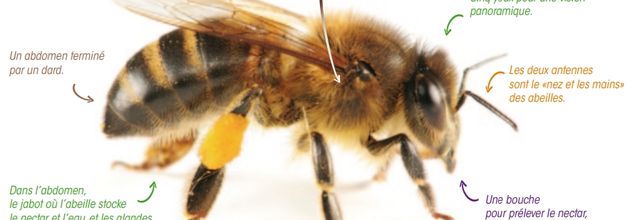 Fénelon - L'Abeille et la Mouche