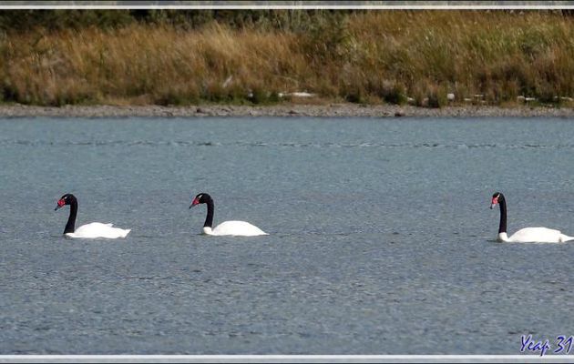 Cygne à cou noir, Black-necked Swan (Cygnus melancoryphus) - Lac Acigami - Lapataia - Terre de Feu - Argentine