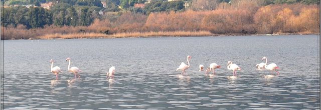 Flamants roses