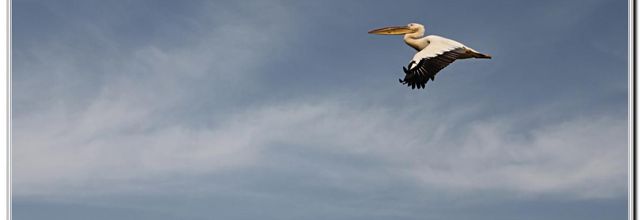 LES  PELICANS  DES  DJOUDJ 
