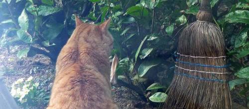Chat roux