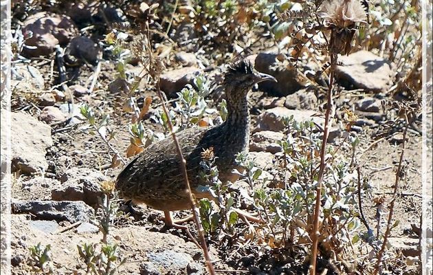 En attendant l'arrivée des condors : Tinamou de Darwin (Nothura darwinii) - Cruz del Condor - Cañon de Colca - Pérou