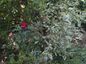 Le jardin naturel selon Patou