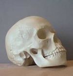 Les différences entre hommes et femmes s'atténuent... au moins au niveau du crâne !