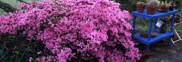 Petits plaisirs jardiniers