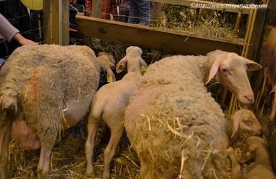 Salon de l'Agriculture 2012 : Le mouton BOULONNAIS