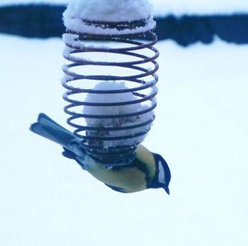 Les Mésanges sous la neige en vidéo