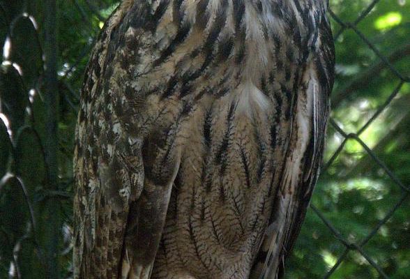 Au parc des oiseaux - 2
