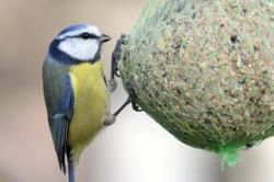 Faut-il vraiment nourrir les oiseaux en hiver ?