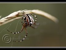 Epeire - Aculepeira armida pumila femelle