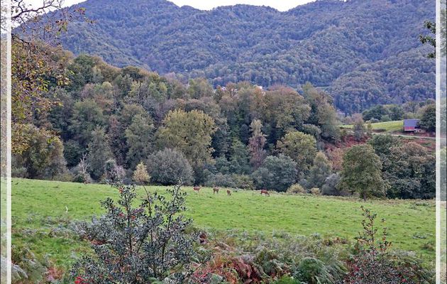 08/10/2021, 19 h 30 : un beau cerf 12 cors, couché, surveille son harem de biches - Lartigau - Milhas - 31