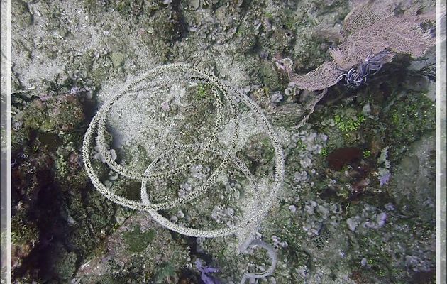 Corail fouet en spirale, Spiral wire coral (Cirrhipathes spiralis) - Betalinjona (2ème Frère) - Nosy Tsarabanjina - Archipel Mitsio - Madagascar
