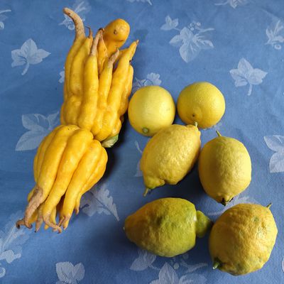 EB - Un béret troqué contre des citrons...