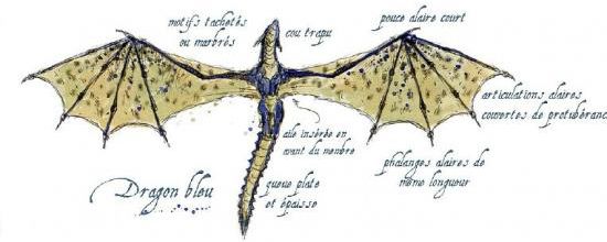 LE DRAGON BLEU