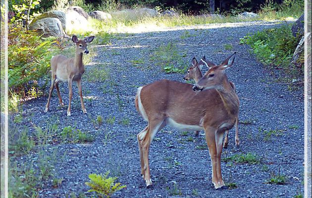 13 septembre 2016 : nous nous dirigeons vers Grandes-Piles (Mauricie) en empruntant pas mal de pistes - Cerf de Virginie, White-tailed deer (Odocoileus virginianus) - Québec - Canada  