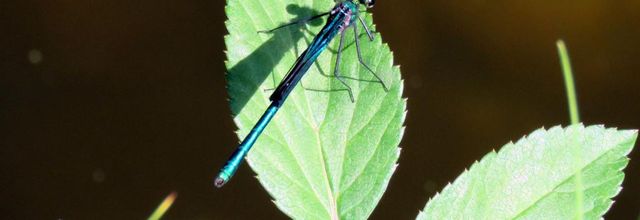 une demoiselle cet été !