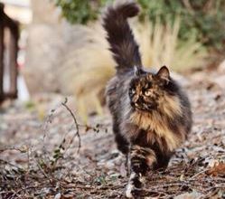 Les chats de Disneyland à Los Angeles