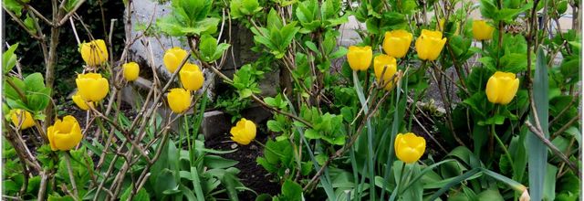 MES TULIPES .....Profitons en vite 