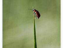 Anthocomus coccineus ♀ (Malachiidae)