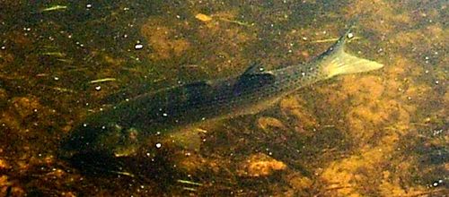 Poisson... de Loire - Fish... of Loire