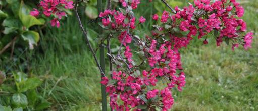 Malus 'Prairie Fire'