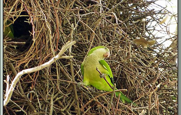 Le Kâmasûtra du couple de Conures veuves (Myiopsitta monachus) - Montevideo - Uruguay
