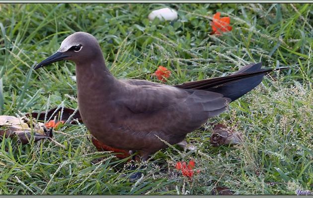 Noddi brun "makwa" (Anous stolidus) - Bird Island - Seychelles