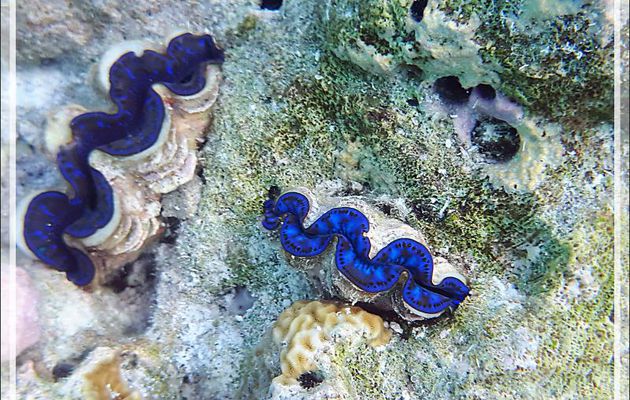 Bénitier - Snorkeling à Moofushi - Atoll d'Ari - Maldives