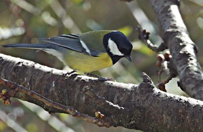 Mésange charbonnière
