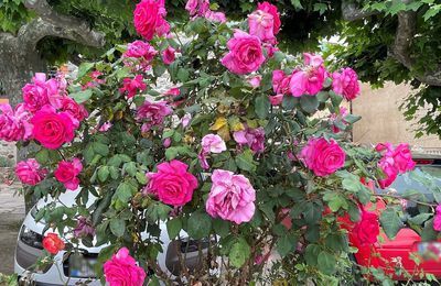 Les roses de Costa - Corse