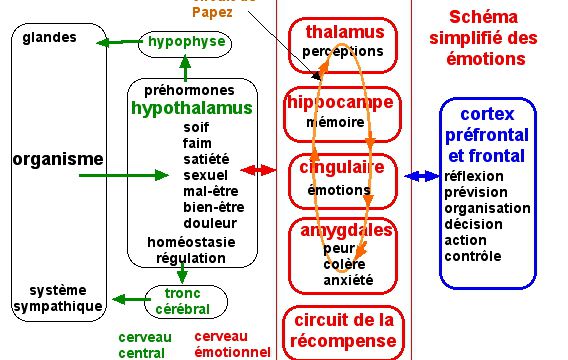 Notre cerveau émotionnel et les émotions spontanées..