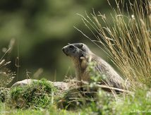 Marmotte