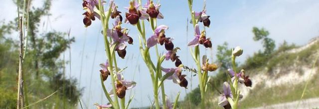 Ophrys scolopax - ophrys bécasse