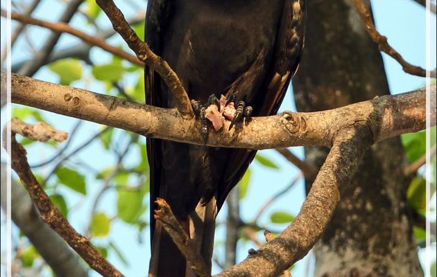 Corbeau familier, House Crow (Corvus splendens) - Athuruga - Atoll d'Ari - Maldives