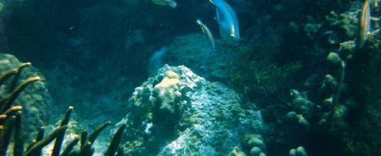 Une belle faune aquatique à préserver