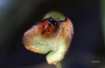 Quand les coccinelles préparent Pâques...