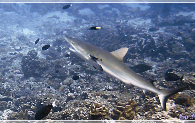 Requin gris en cours de nettoyage par des labres nettoyeurs à queue jaune - Passe Tumakohua (passe sud) - Atoll de Fakarava - Tuamotu - Polynésie française