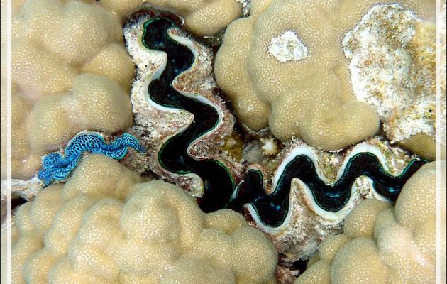 Trio de bénitiers enchâssés dans du corail - Atoll de Fakarava - Tuamotu - Polynésie française