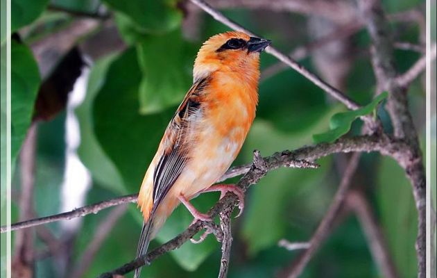 Foudi rouge, Red Fody, mâle en livrée orange (Foudia madagascariensis) - Nosy Tsarabanjina - Archipel Mitsio - Madagascar